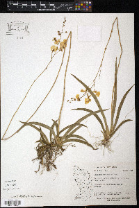 Tolumnia urophylla image