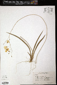 Tolumnia urophylla image