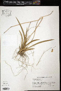 Tolumnia urophylla image