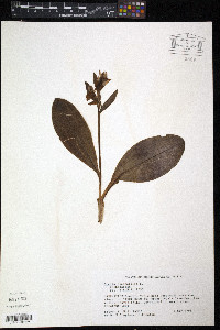 Galearis spectabilis image
