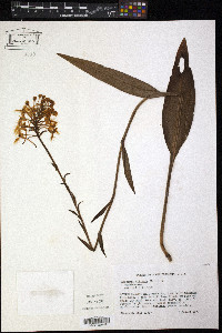 Platanthera ciliaris image