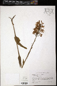 Platanthera ciliaris image