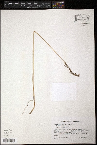 Spiranthes praecox image