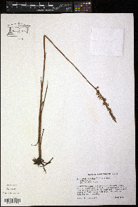 Spiranthes vernalis image