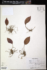 Tipularia discolor image