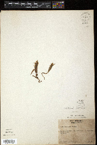 Zeuxine strateumatica image