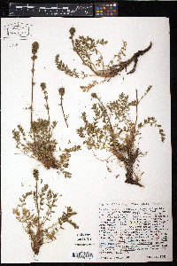 Media resource of Acaena californica