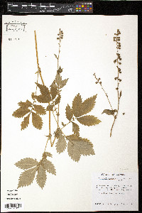 Agrimonia pubescens image