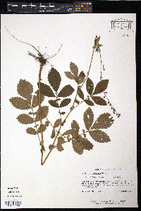 Agrimonia pubescens image