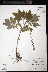 Agrimonia striata image