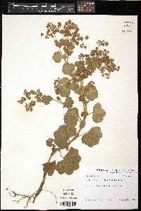 Alchemilla vulgaris image