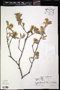Amelanchier canadensis image