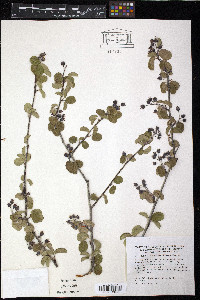 Amelanchier ovalis image