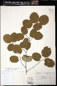 Amelanchier sanguinea image