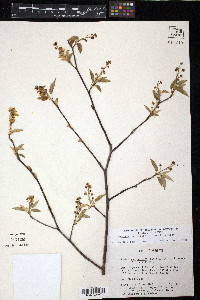 Amelanchier spicata image