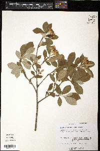 Aronia × prunifolia image