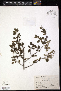 Cotoneaster divaricatus image