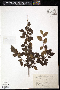 Cotoneaster foveolatus image