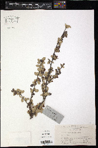 Media resource of Cotoneaster gracilis