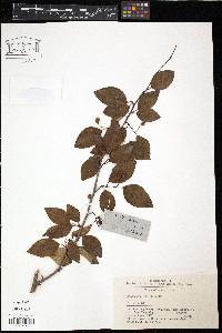 Cotoneaster multiflorus image