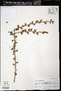 Purshia mexicana image