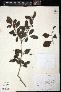 Crataegus brachyacantha image