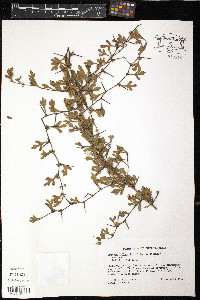Crataegus spathulata image