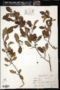 Crataegus viridis image