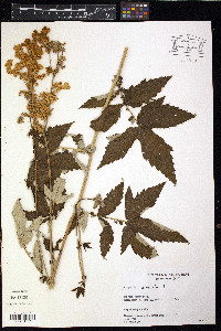 Filipendula ulmaria image