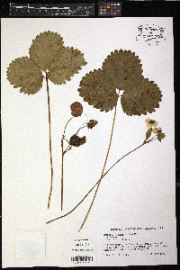 Fragaria ananassa image