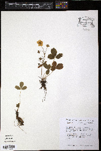 Fragaria virginiana subsp. glauca image