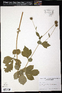 Geum urbanum image