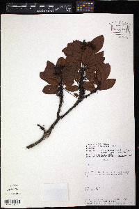 Hesperomeles obtusifolia image