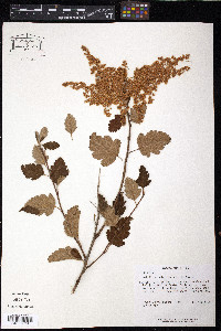 Holodiscus discolor image