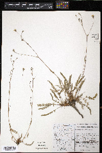 Horkelia sericata image