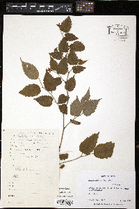 Kerria japonica image