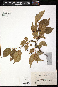 Malus hupehensis image