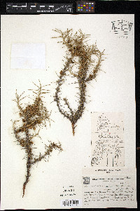 Margyricarpus pinnatus image