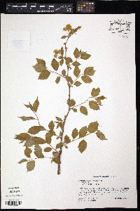 Neviusia alabamensis image