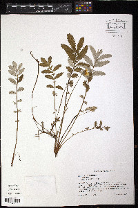 Argentina anserina image