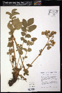 Drymocallis arguta image