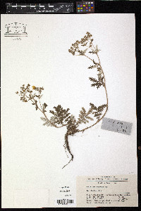 Potentilla chinensis image