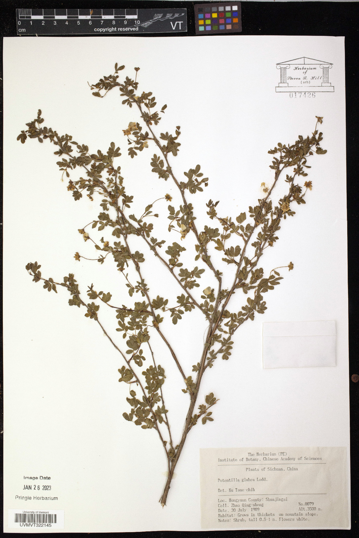 Potentilla glabra image