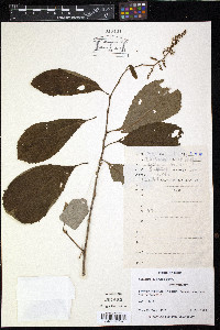 Meliosma flexuosa image