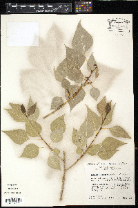 Populus acuminata image
