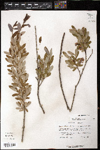 Salix pedicellaris var. hypoglauca image