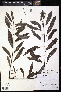 Salix sericea image