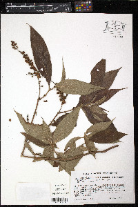 Gonzalagunia hirsuta image