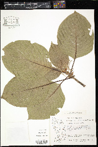 Guettarda crispiflora image
