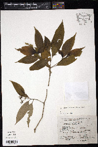 Hamelia patens image